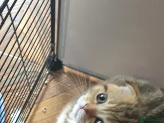 British Shorthair cats 💗SALE!🥰LAST 2 GIRL 😍Scottish fold😘🩵 - Advert 2