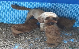 Cockapoo dogs for sale: ADORABLE SMALL MINIATURE F1B COCKAPOO PUPPIES - Image 13