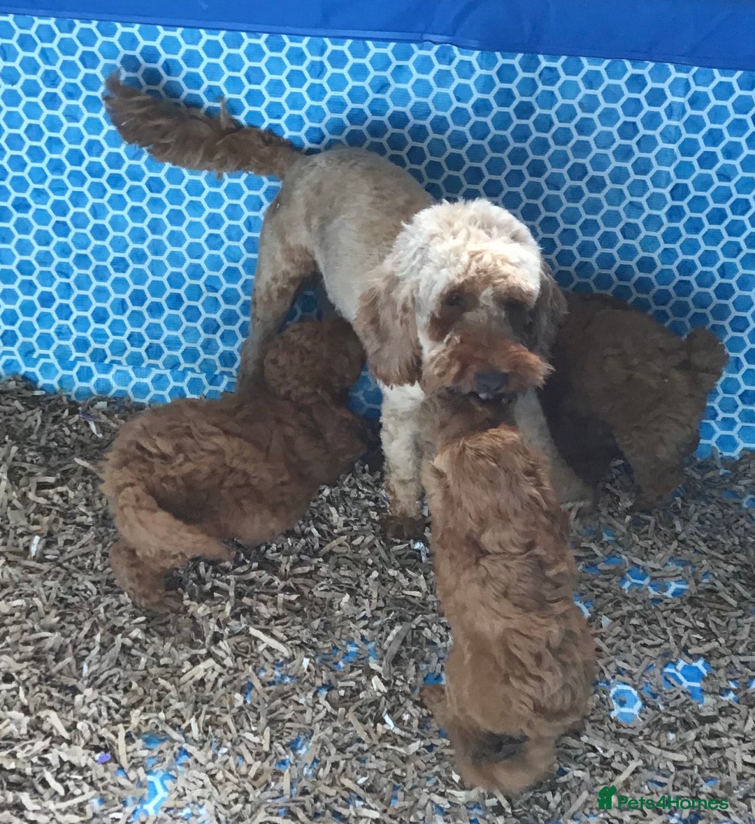 Cockapoo dogs for sale: ADORABLE SMALL MINIATURE F1B COCKAPOO PUPPIES - Image 13