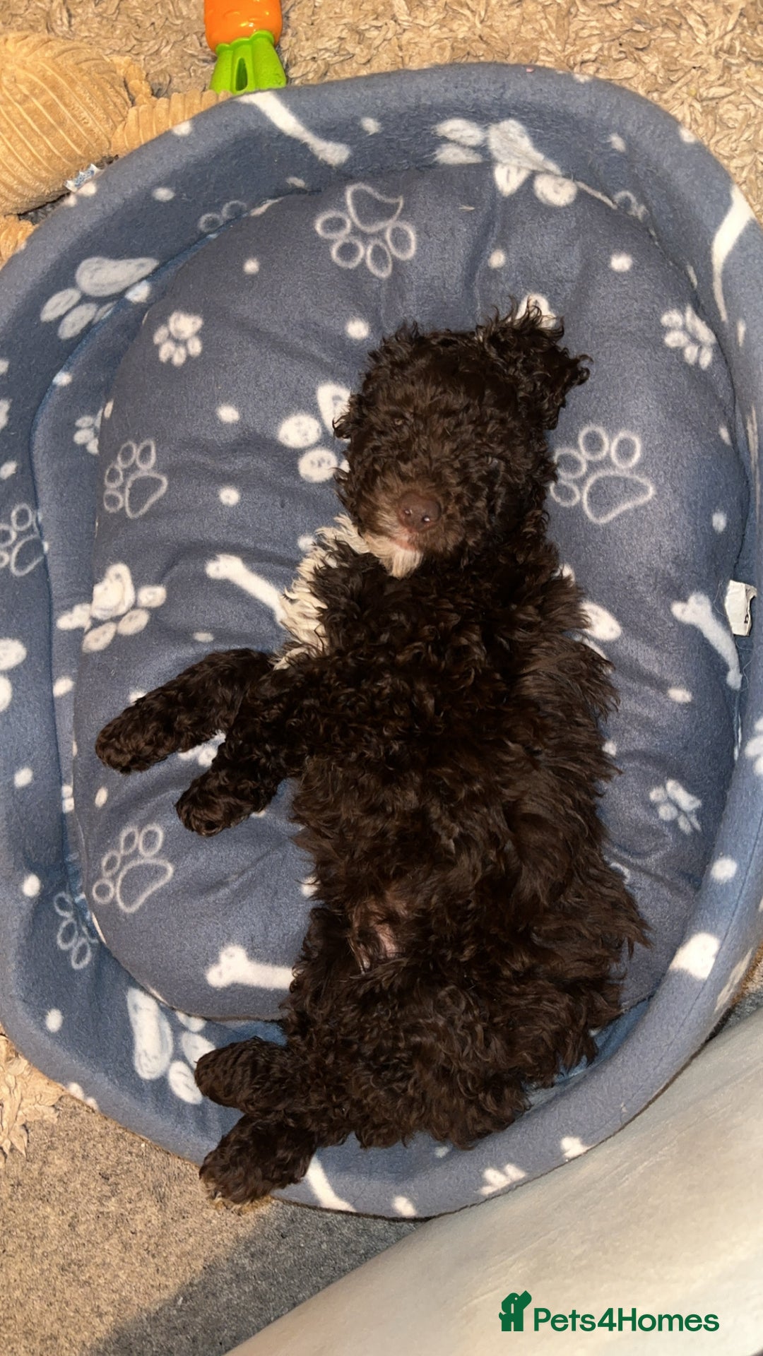 Cockapoo dogs for sale: Cockapoo for sale - Advert 4