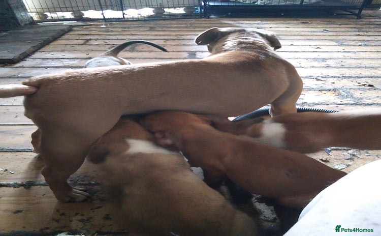 Mixed Breed dogs - Advert 1