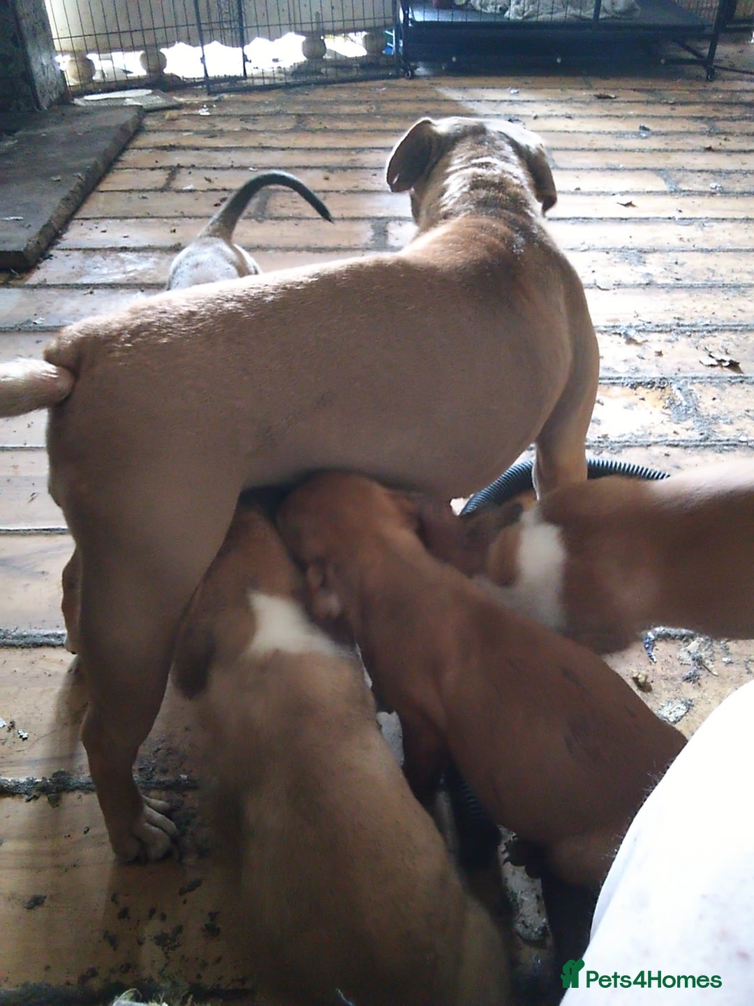 Mixed Breed dogs for sale: Mixed breed / Olde Thyme Bulldog - Image 1