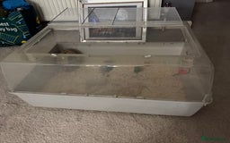 Hamster rodents for sale: Hamster - mini dwarf for sale - Image 5