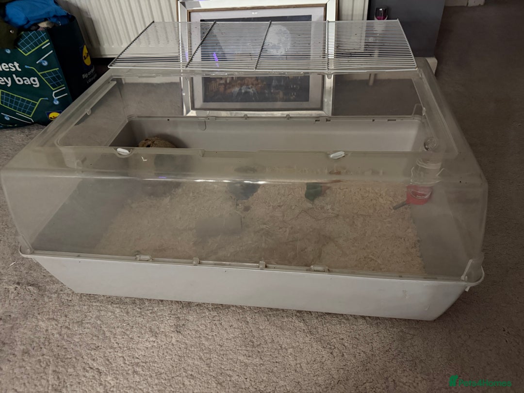Hamster rodents for sale: Hamster - mini dwarf for sale - Image 5