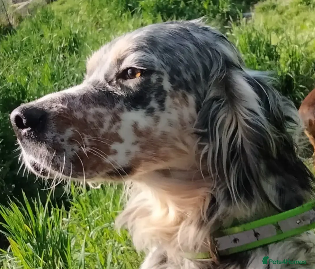English Setter dogs for adoption: Sira (Inca) - Advert 3
