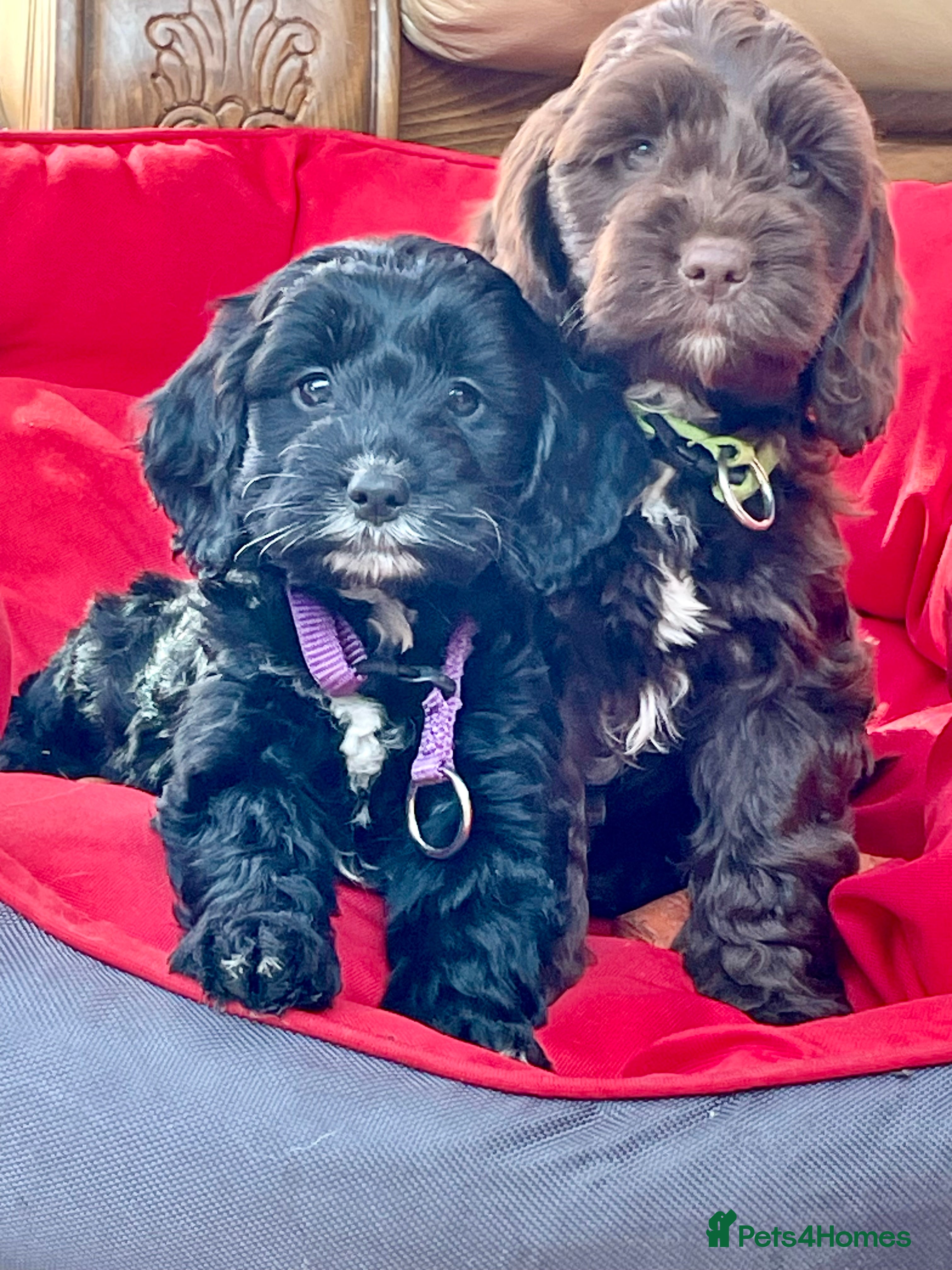 Cockapoo dogs F1 Cockapoo  - Advert 11