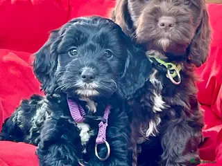 Cockapoo dogs F1 Cockapoo - Advert 8