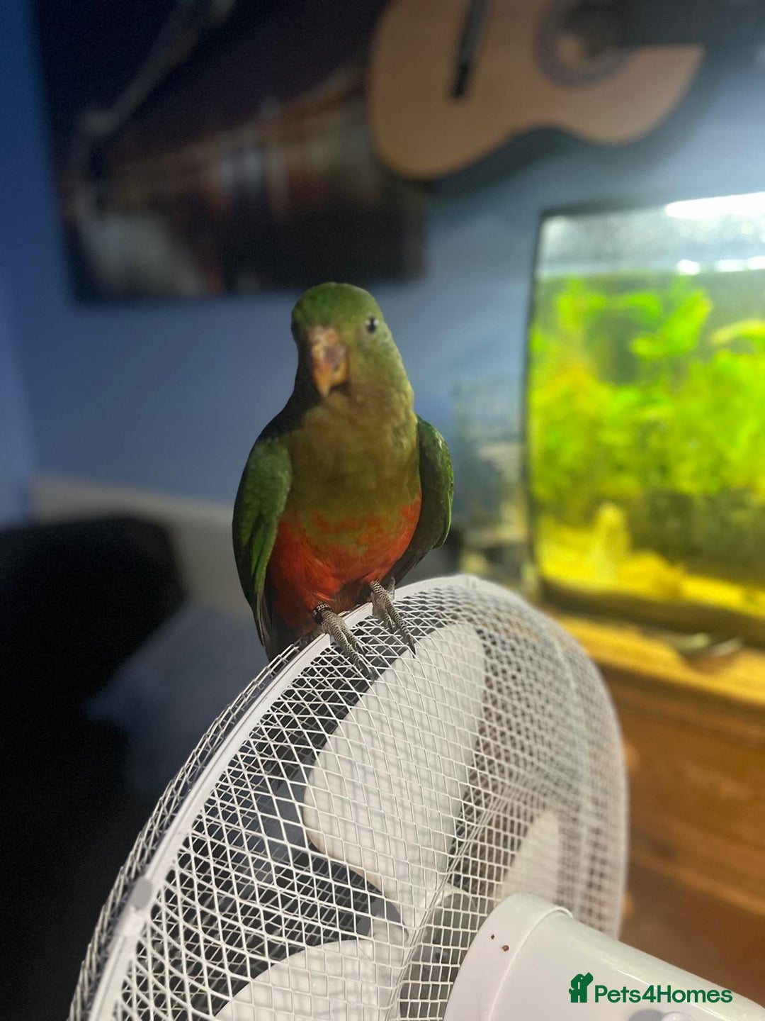 Parakeets birds for sale: Australian King Parrakeet - Advert 1