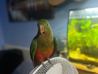 Parakeets birds Australian King Parrakeet - Advert 1