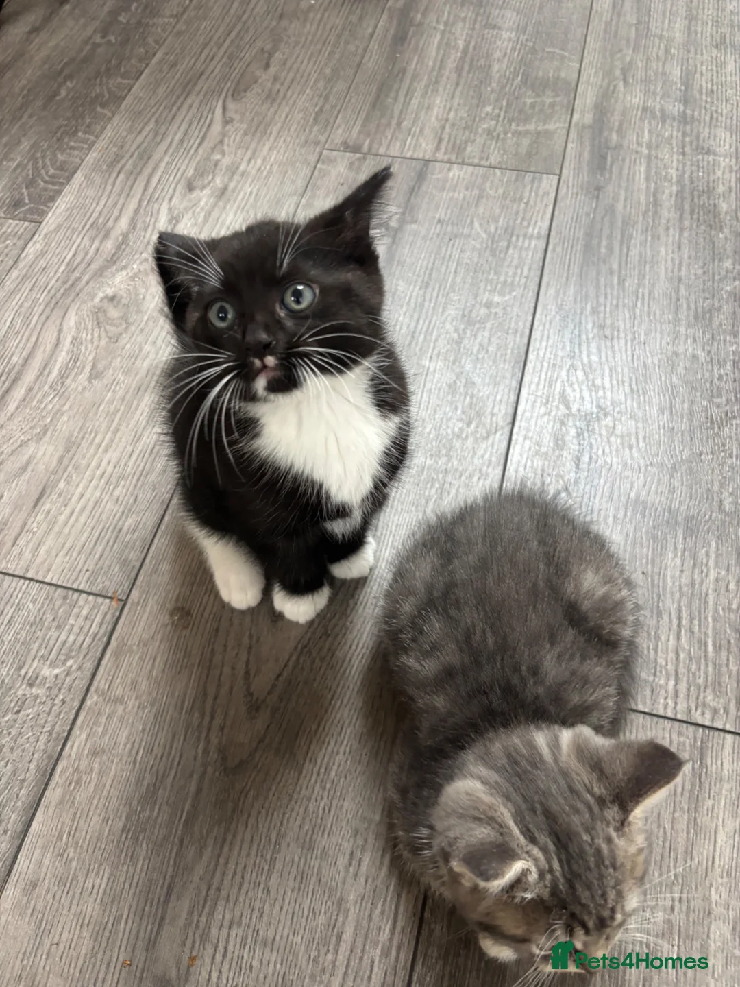 Mixed Breed cats for sale: 2 kittens for sale  - Advert 10