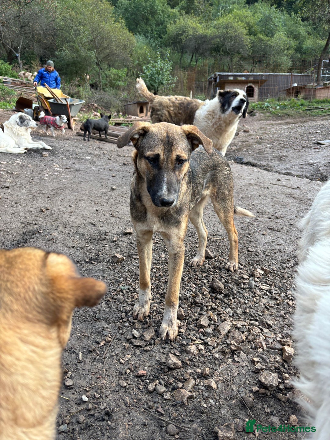 Mixed Breed dogs for adoption: Mac is looking for a family with another dog! - Advert 11