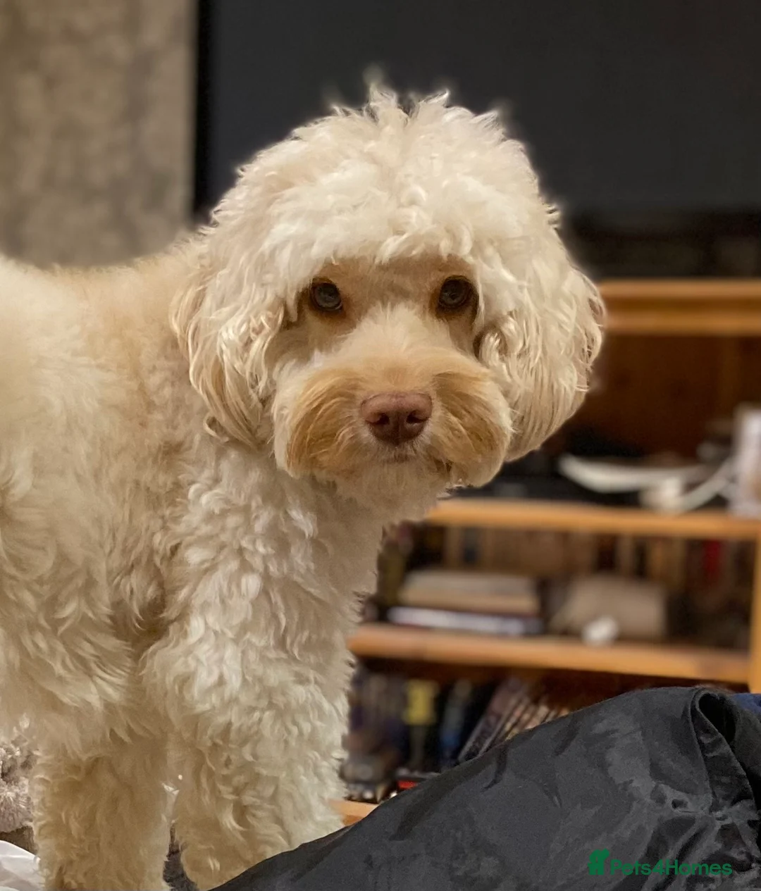 Cockapoo dogs for stud: F1 cockapoo stud health tested in Harwich - Advert 2