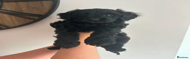 Cavapoo 1 