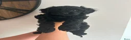 Cavapoo dogs for sale: Adorable girl Toy Cavpoo puppies 🐾 - Advert 3