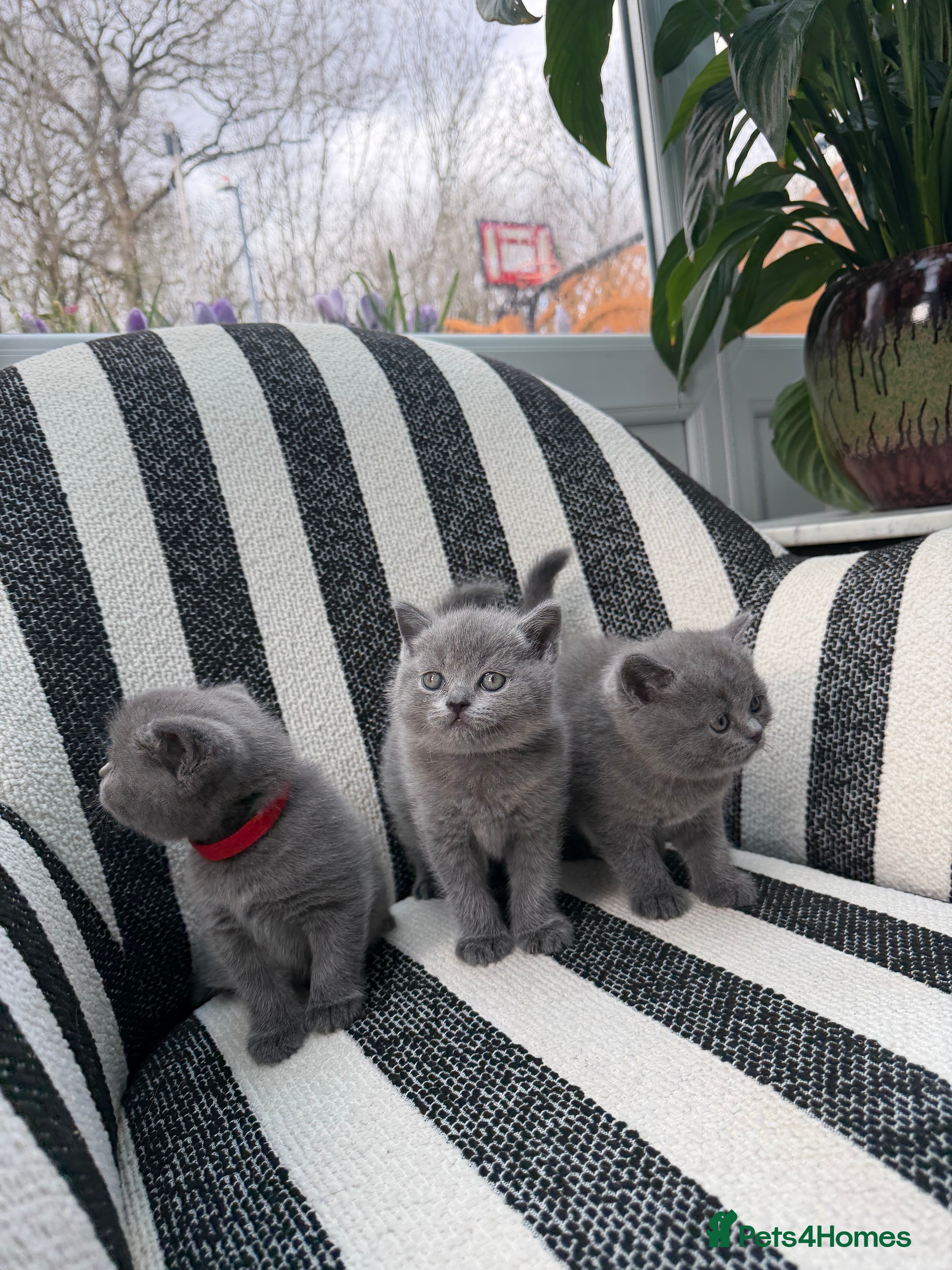 British Shorthair cats British Shorthair 💝 - Advert 8