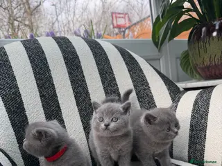 British Shorthair cats British Shorthair 💝 - Advert 8