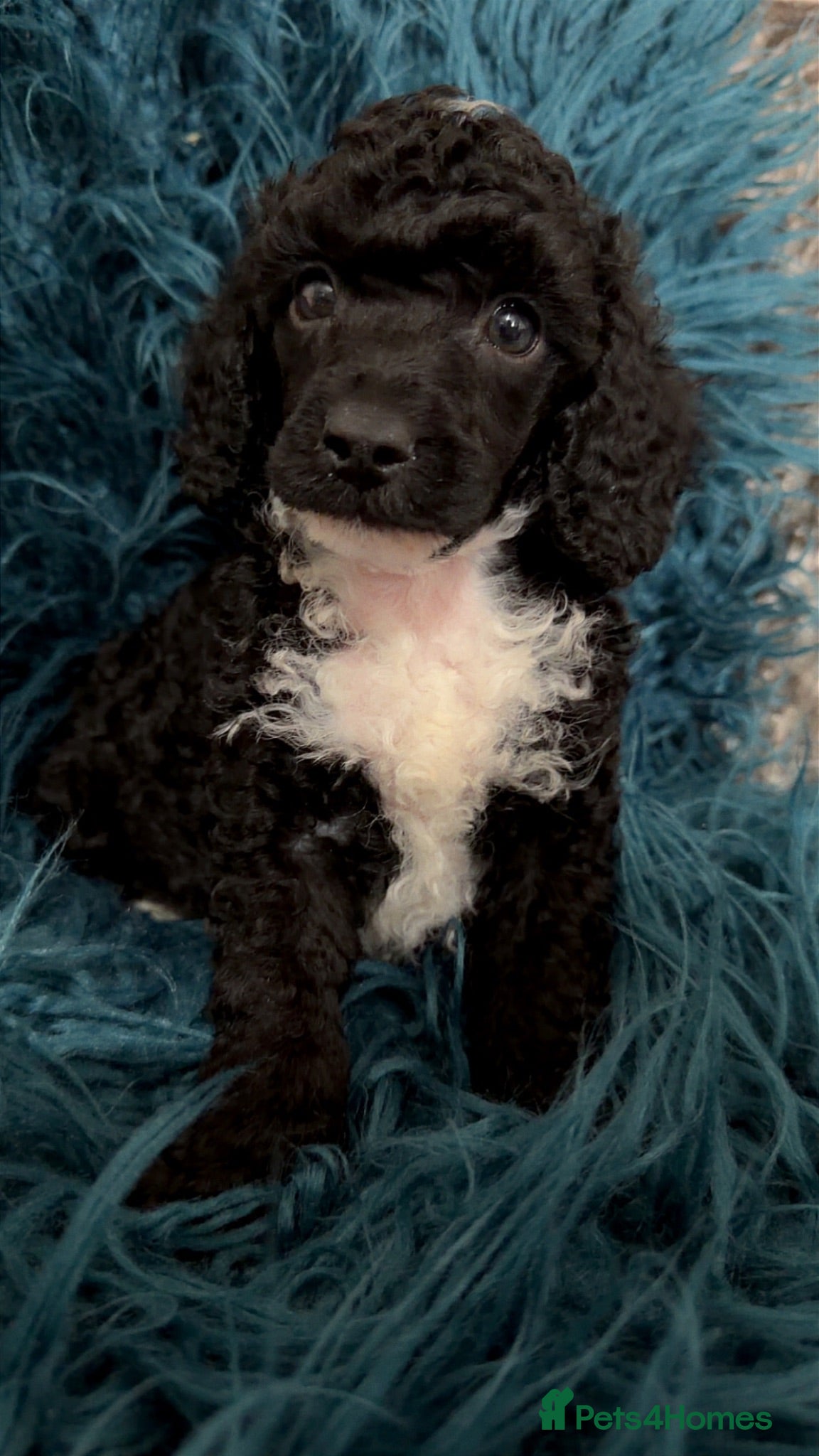 Toy Poodle dogs 1 black and white boy toy poodle  - Advert 1
