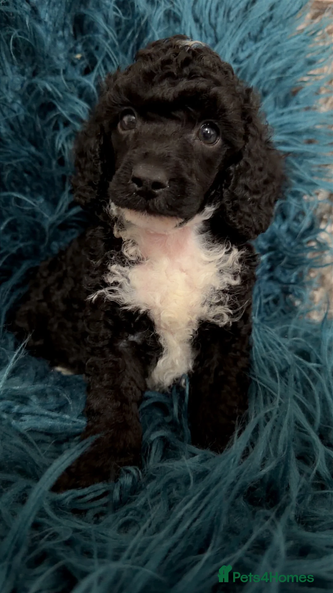 Toy Poodle dogs for sale: 1 black and white boy toy poodle  - Advert 1