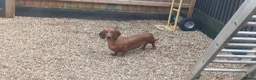 Dachshund dogs for sale: Kc Standard dachshund due 6th april 2026 - Advert 6