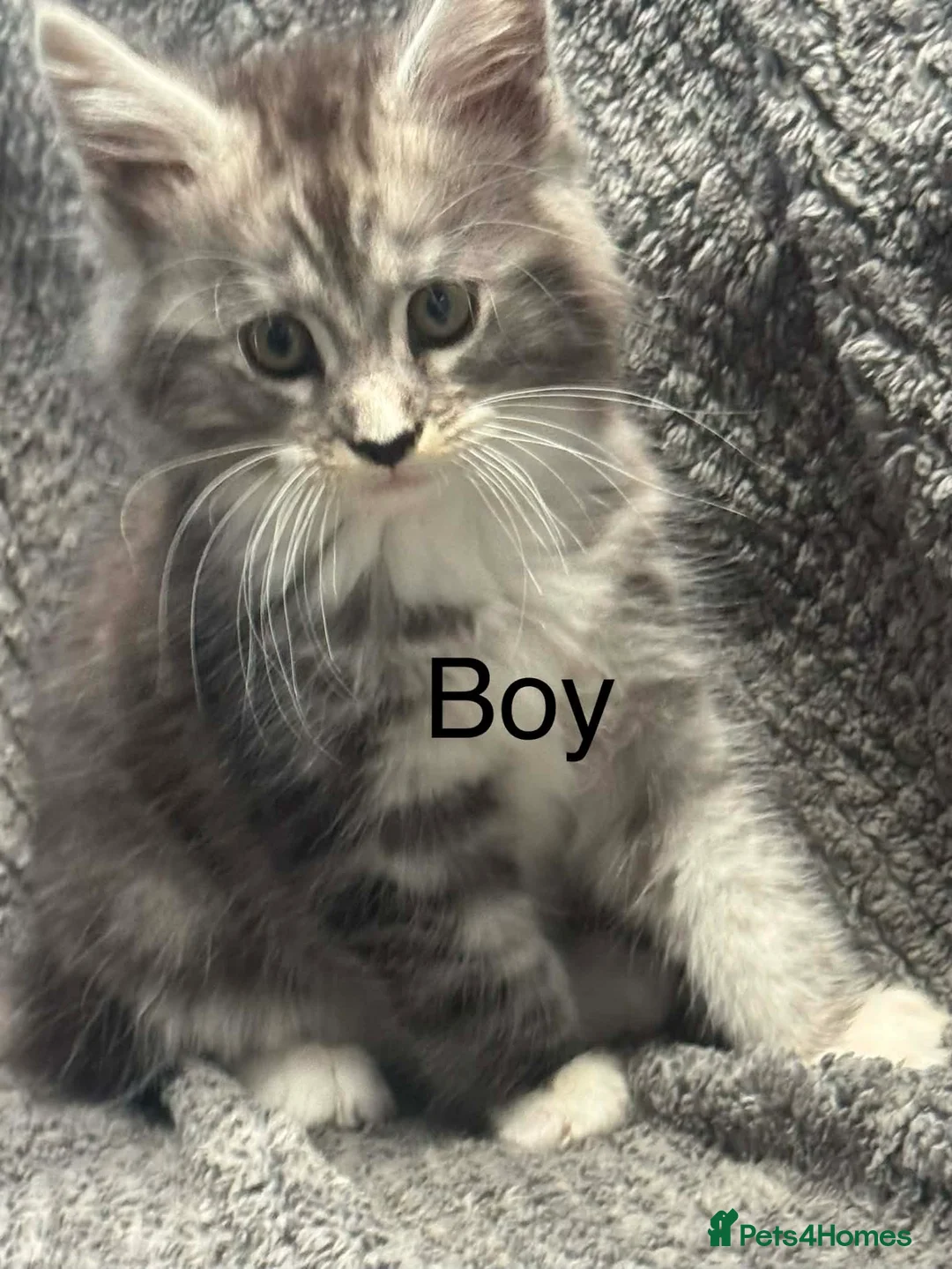 Maine Coon cats for sale: Adorable mainecoon kittens  - Advert 2