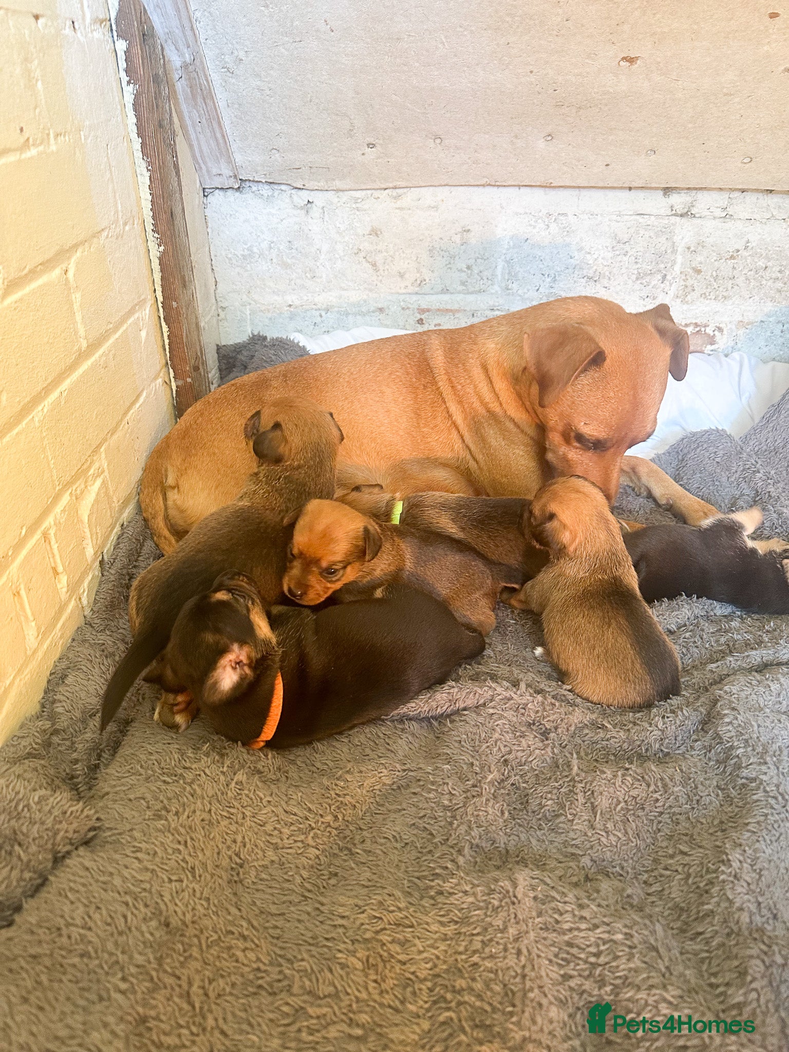 Mixed Breed dogs for sale: Patterdale X Lakeland Puppies for Sale in Letchworth Garden City - Advert 10