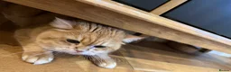 British Shorthair cats for sale: Rehome a 2 years old BSH golden male - Advert 4