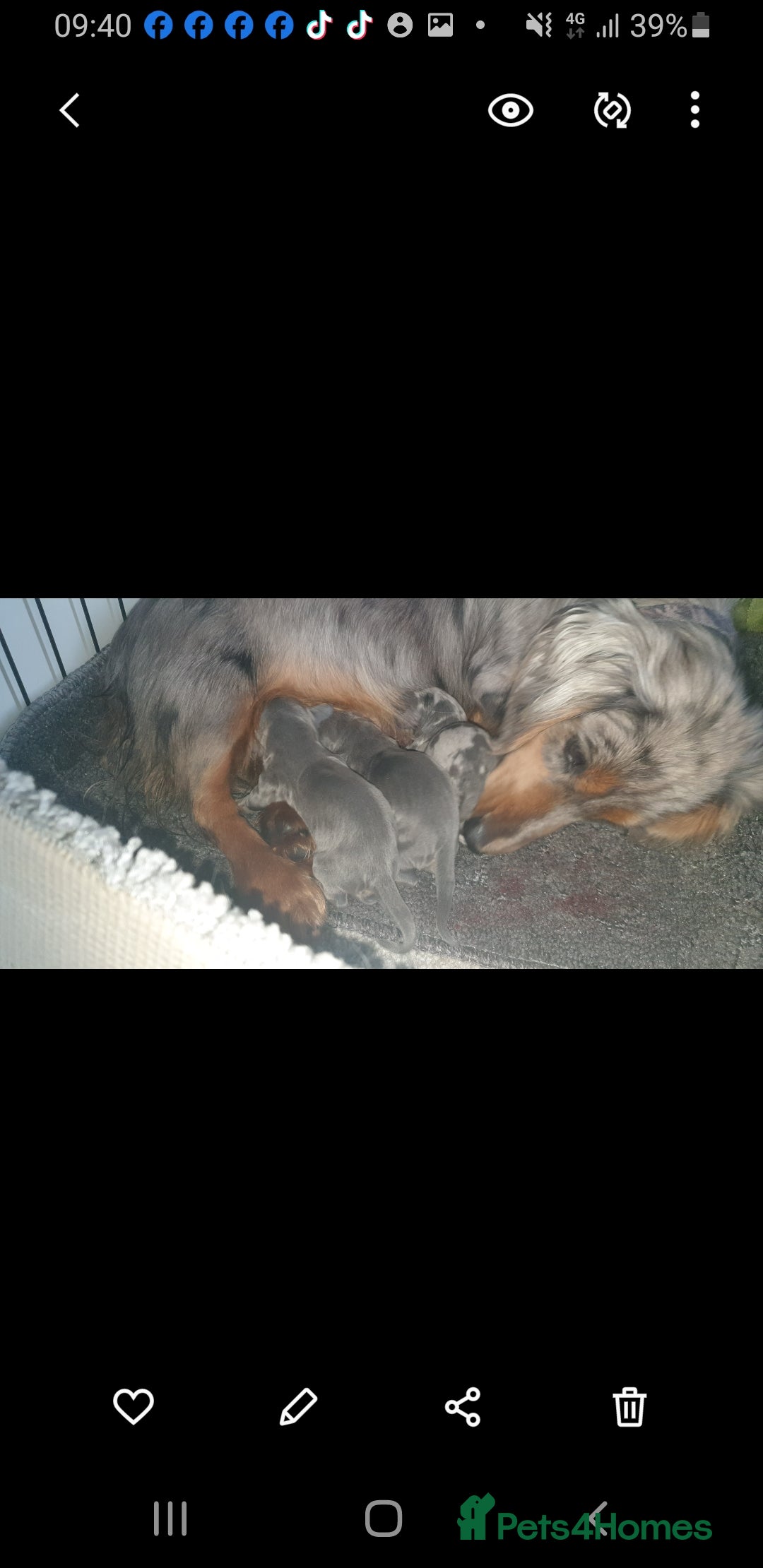 Dachshund dogs for sale: Miniature Dachshund puppies  - Advert 7