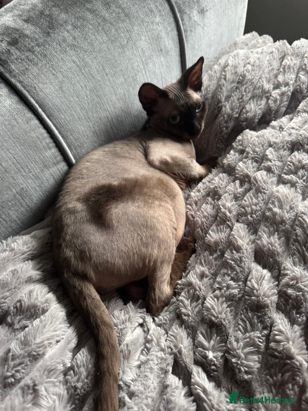 Sphynx cats for sale: 🐾 Sphynx Kitten for Sale 🐾 - Advert 6