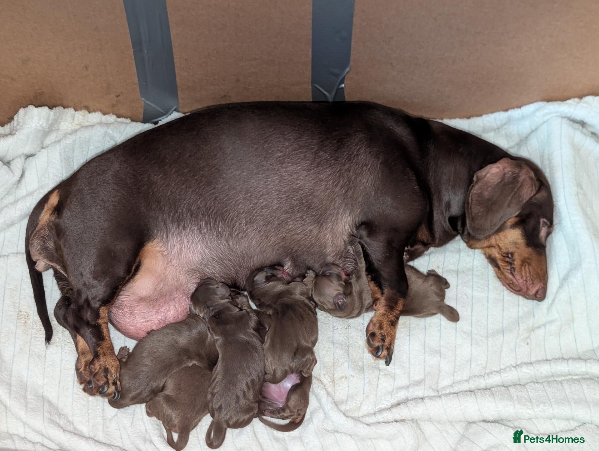 Dachshund dogs for sale: Male puppy now available  - Advert 7