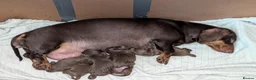 Dachshund dogs for sale: Male puppy now available  - Advert 3