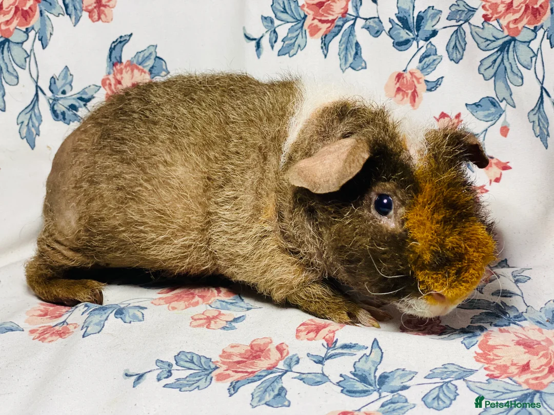 Guinea Pig rodents for sale: Pair of stunning skinny and werewolf young boys - Advert 6