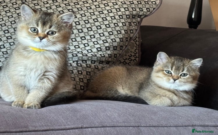 Scottish Fold cats - Advert 1