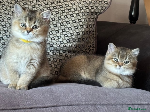 Scottish Fold cats - Advert 4