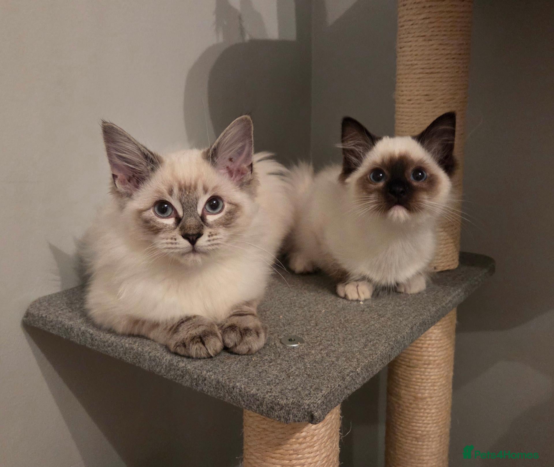 Ragdoll cats for sale: GCCF Ragdoll Kittens - Ready Now (Pet or Active) - Advert 1