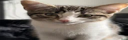 Domestic Shorthair cats for sale: Mimi  in Dewsbury - Advert 3