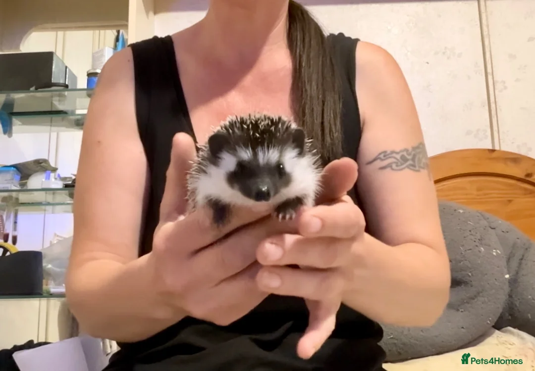 Pygmy Hedgehog rodents for sale: African Pygmy Hedgehog hoglets baby’s ready now  - Advert 1