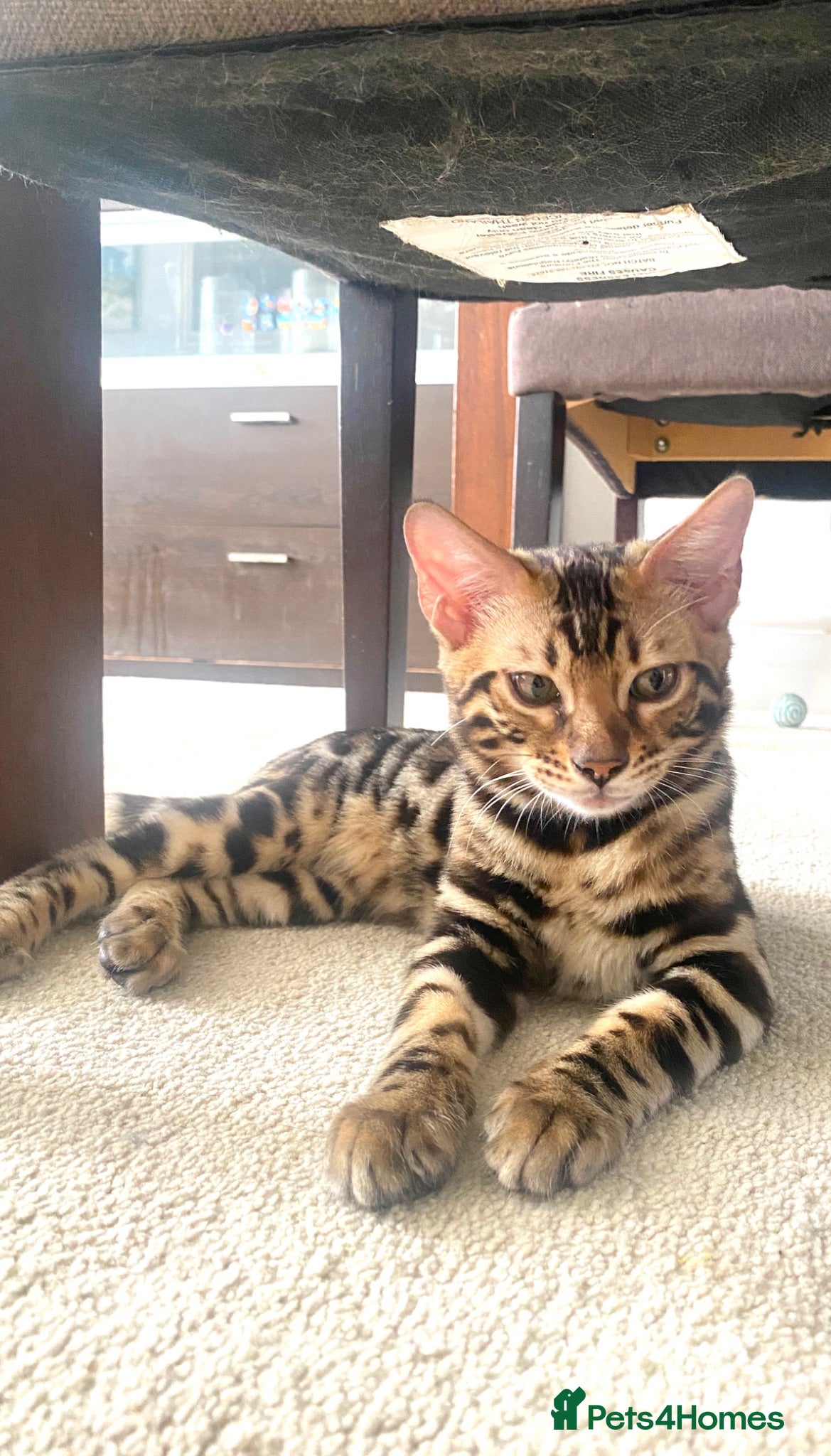 Bengal cats ✨TICA REGISTERED BENGAL BOYS-£600-READY NOW😻 - Advert 2