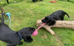 Cocker Spaniel dogs for sale: One boy and one girl - Image 11