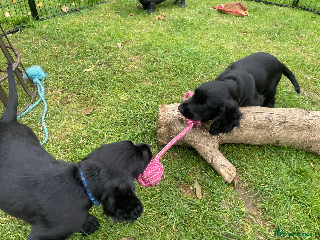 Cocker Spaniel dogs for sale: One boy and one girl - Image 11
