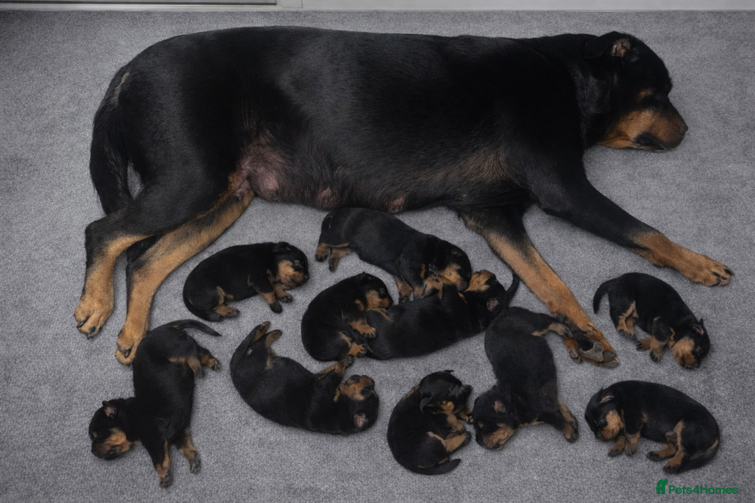 Rottweiler dogs for sale: 10 week old KC registered champion line girl 💕 - Advert 4