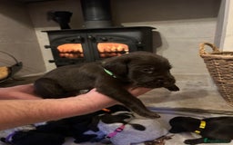 Mixed Breed dogs for sale: German wirehaired pointer x German wirehaired/Lab - Image 23