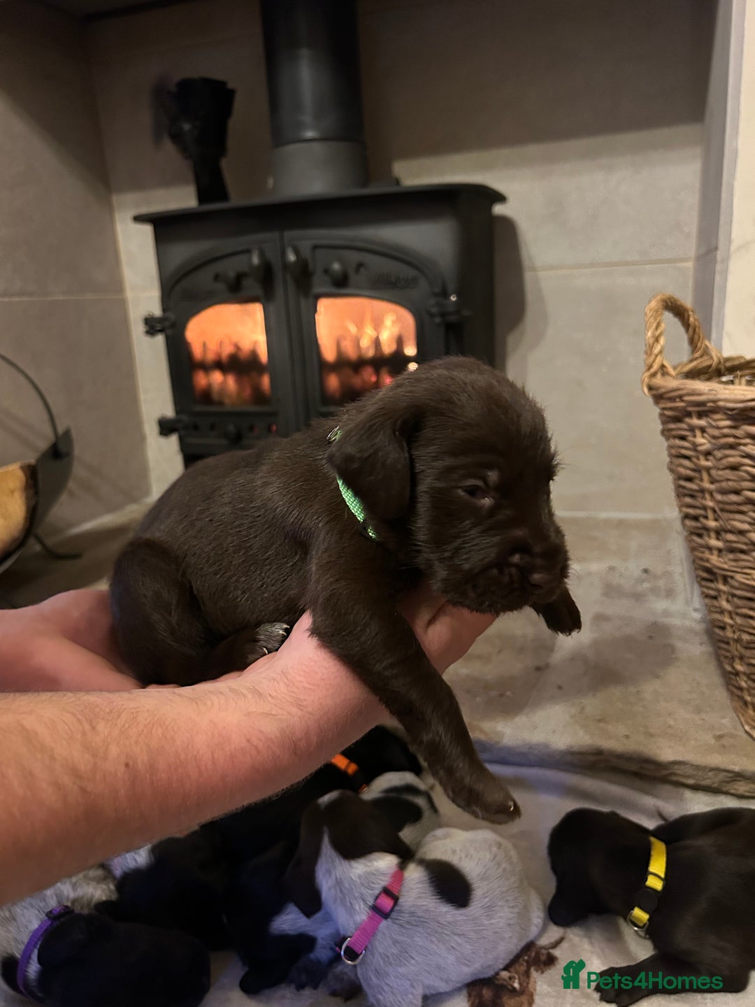 Mixed Breed dogs for sale: German wirehaired pointer x German wirehaired/Lab - Image 23