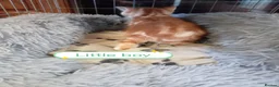 Mixed Breed cats for sale: Ginger kittens 3 girls 3 boys - Advert 21