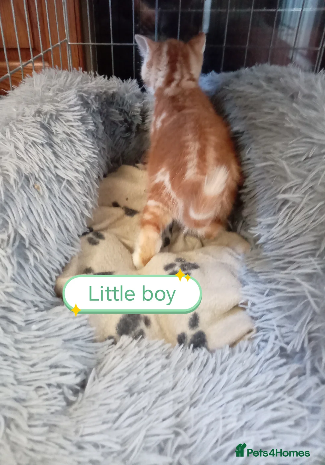Mixed Breed cats for sale: Ginger kittens 3 girls 3 boys - Advert 21