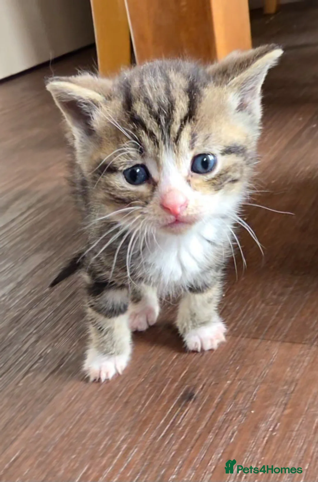 British Shorthair cats for sale: Beautiful British shorthair x  - Advert 12
