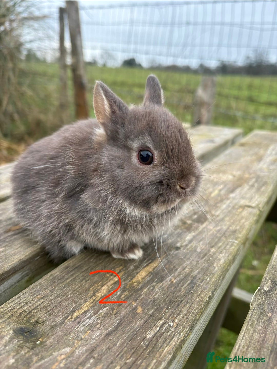 Netherland Dwarf rabbits for sale: Three beautiful Netherland dwarf babies  - Advert 7