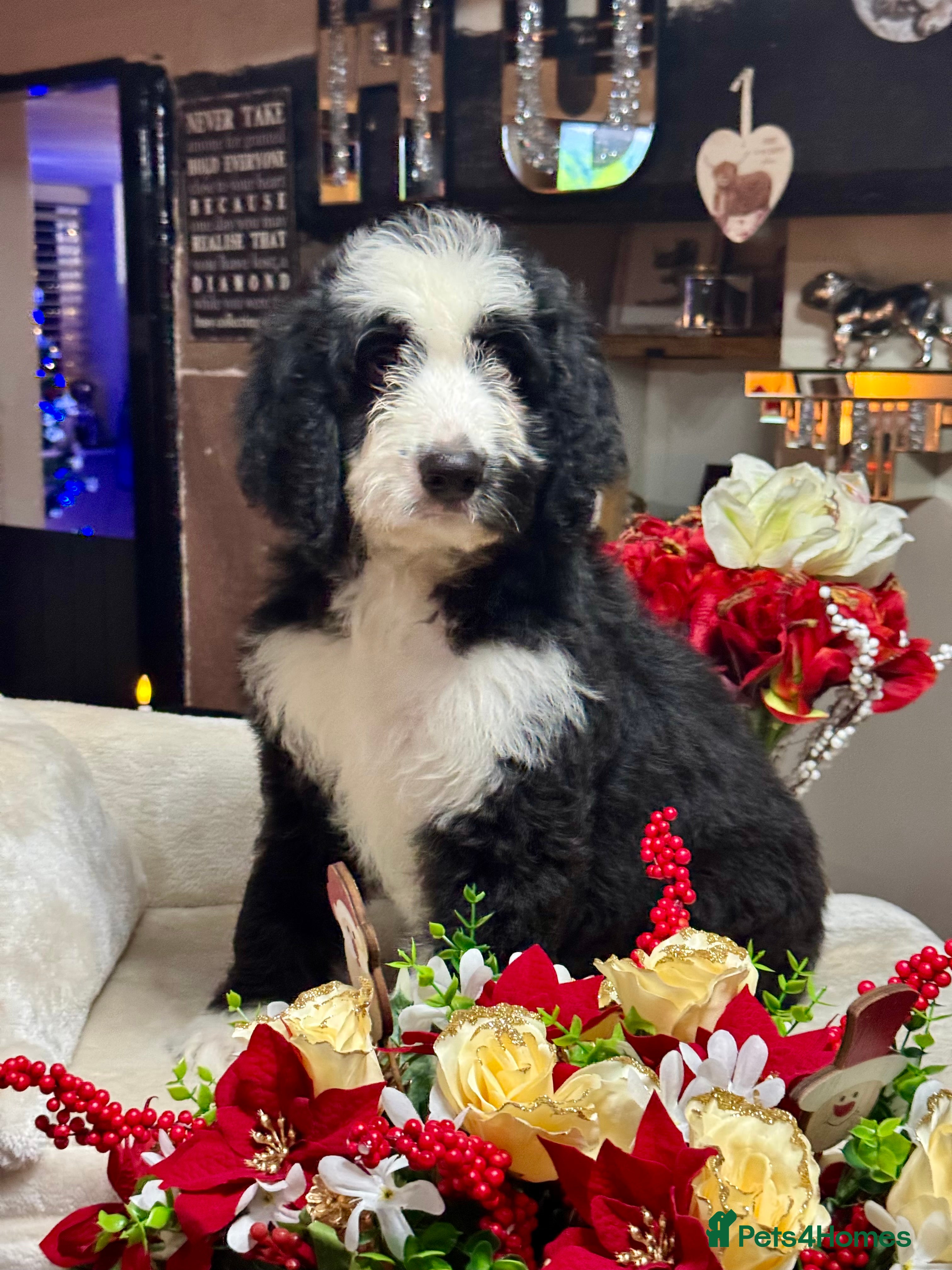 Bernedoodle dogs 2 left f1 standard bernedoodles puppies  - Advert 5