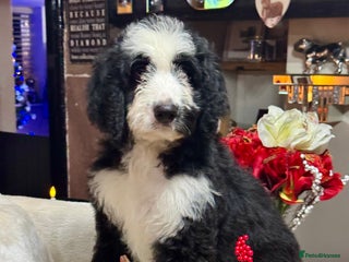 Bernedoodle dogs 2 left f1 standard bernedoodles puppies - Advert 5