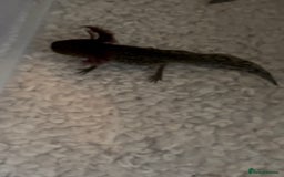 Axolotl reptiles for sale: Axolotl For Sale - Image 7