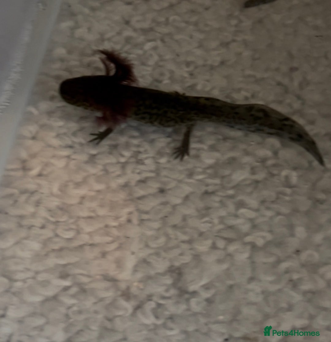 Axolotl reptiles for sale: Axolotl For Sale - Image 7